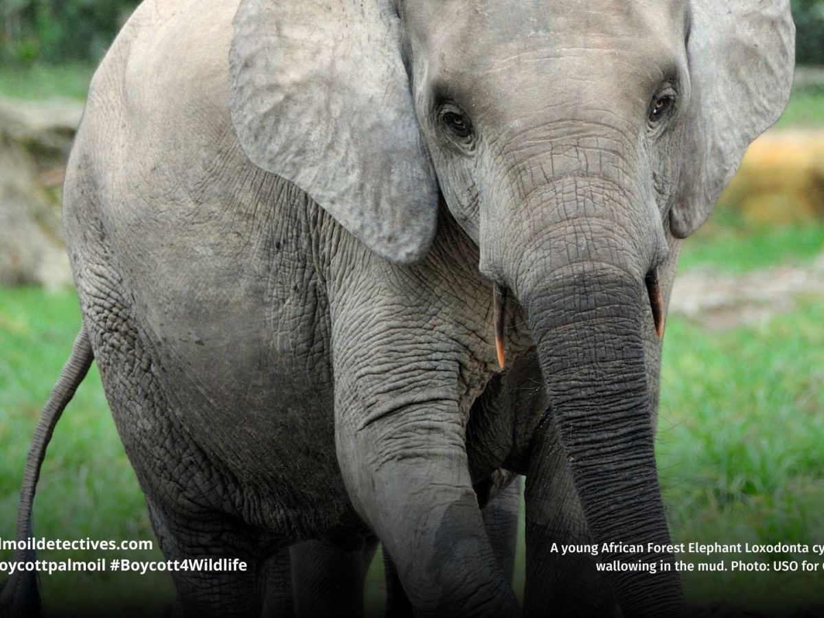 African Forest Elephant Loxodonta&nbsp;cyclotis