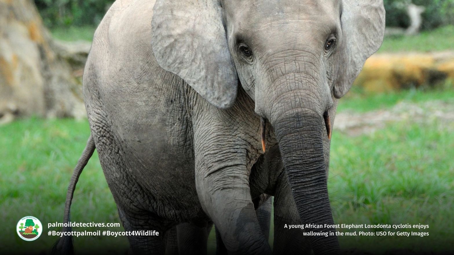 Young African Forest Elephant Loxodonta cyclotis close up