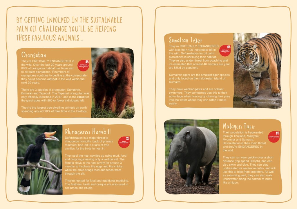 Chester Zoo educational material about how 'sustainable' palm oil helps endangered species