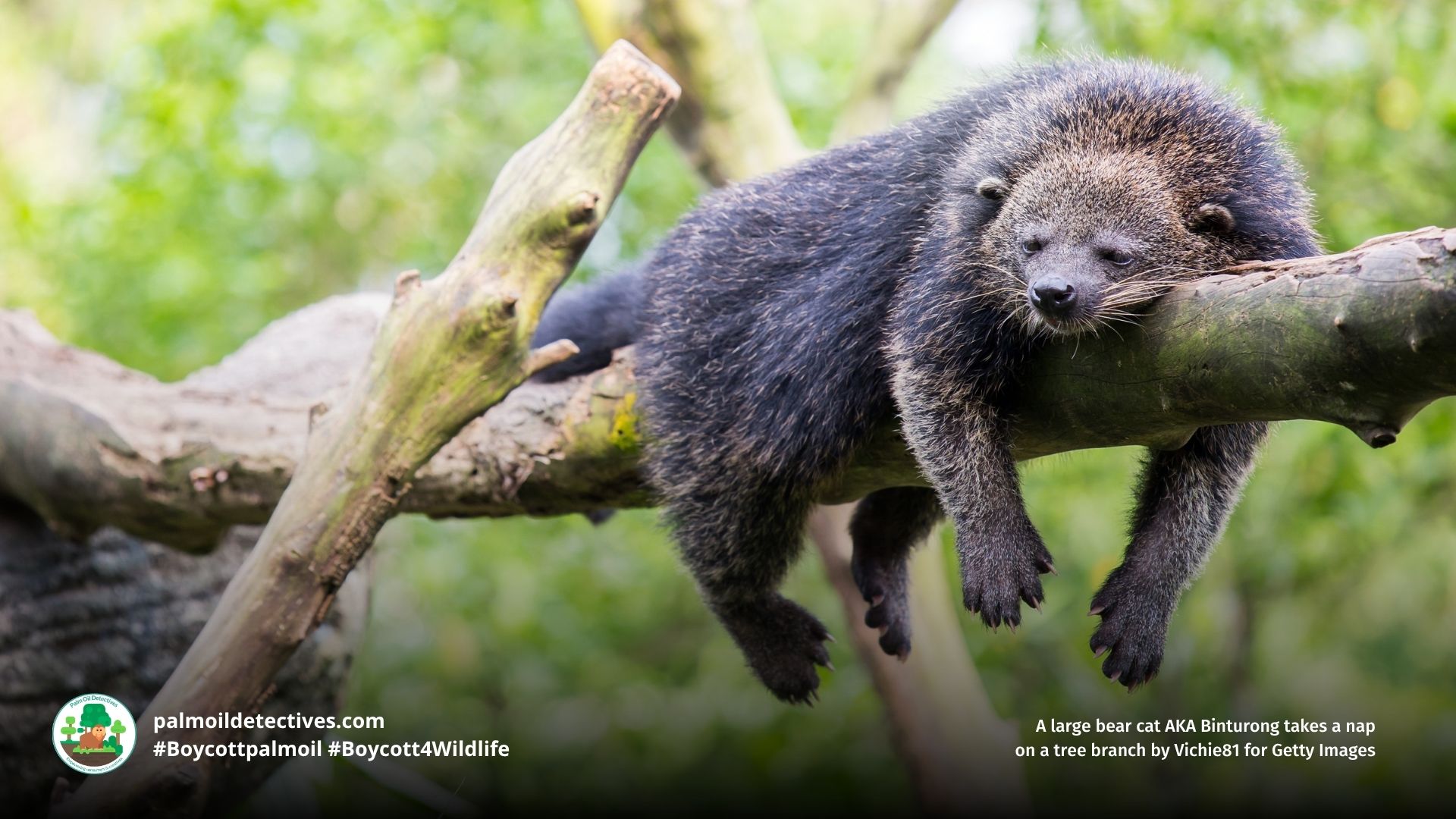 Binturong Facts: size, diet, smell and Kopi Luwak cruelty Palm Oil Detectives