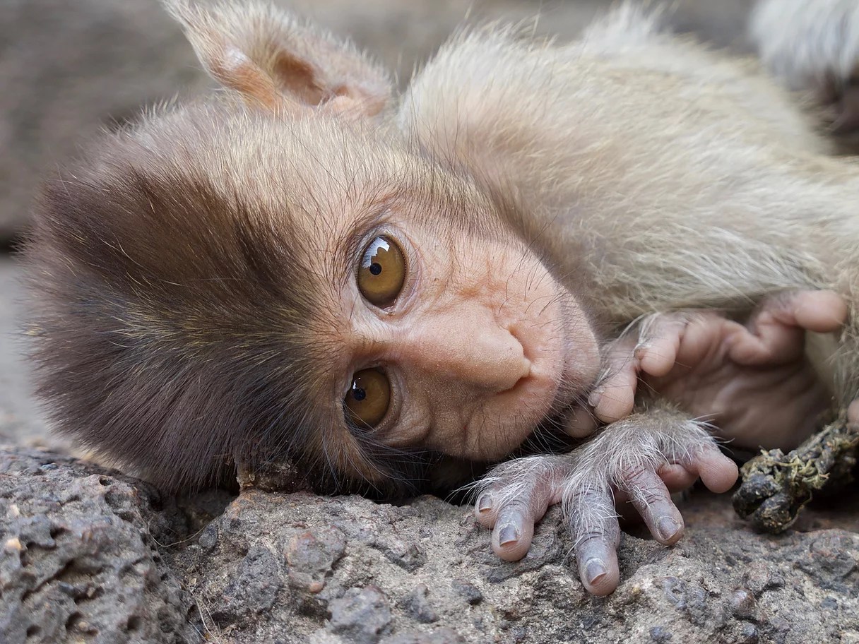 Dr George McGavin - private collection, capuchin