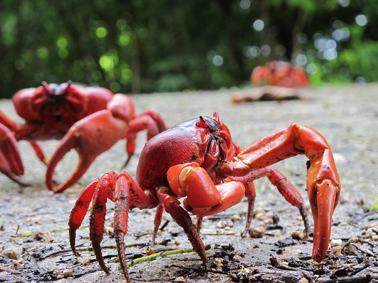 Dr George McGavin - private collection, crustaceans