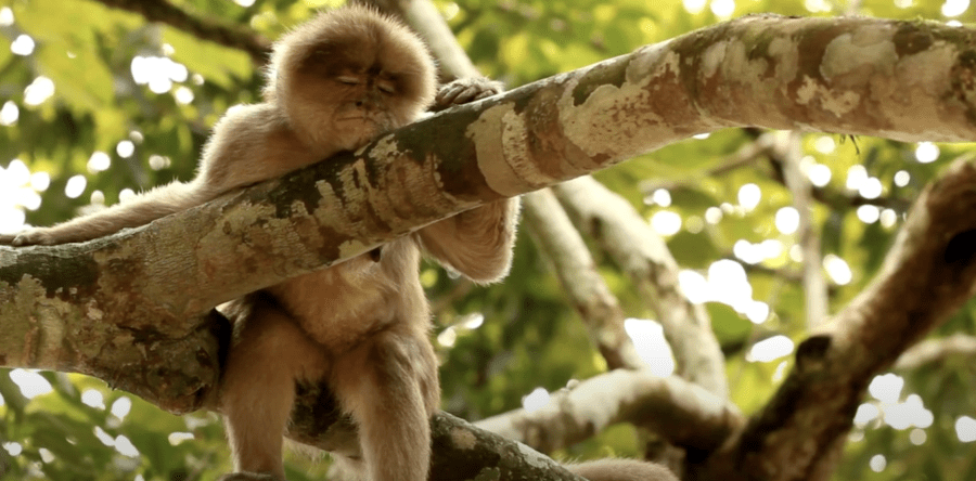 Ecuadorian White-fronted Capuchin Cebus aequatorialis sleeping