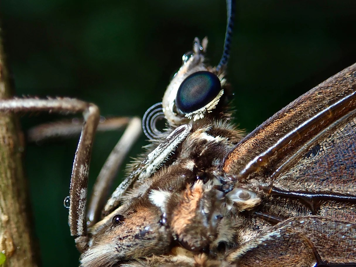 Dr George McGavin - private collection, insects