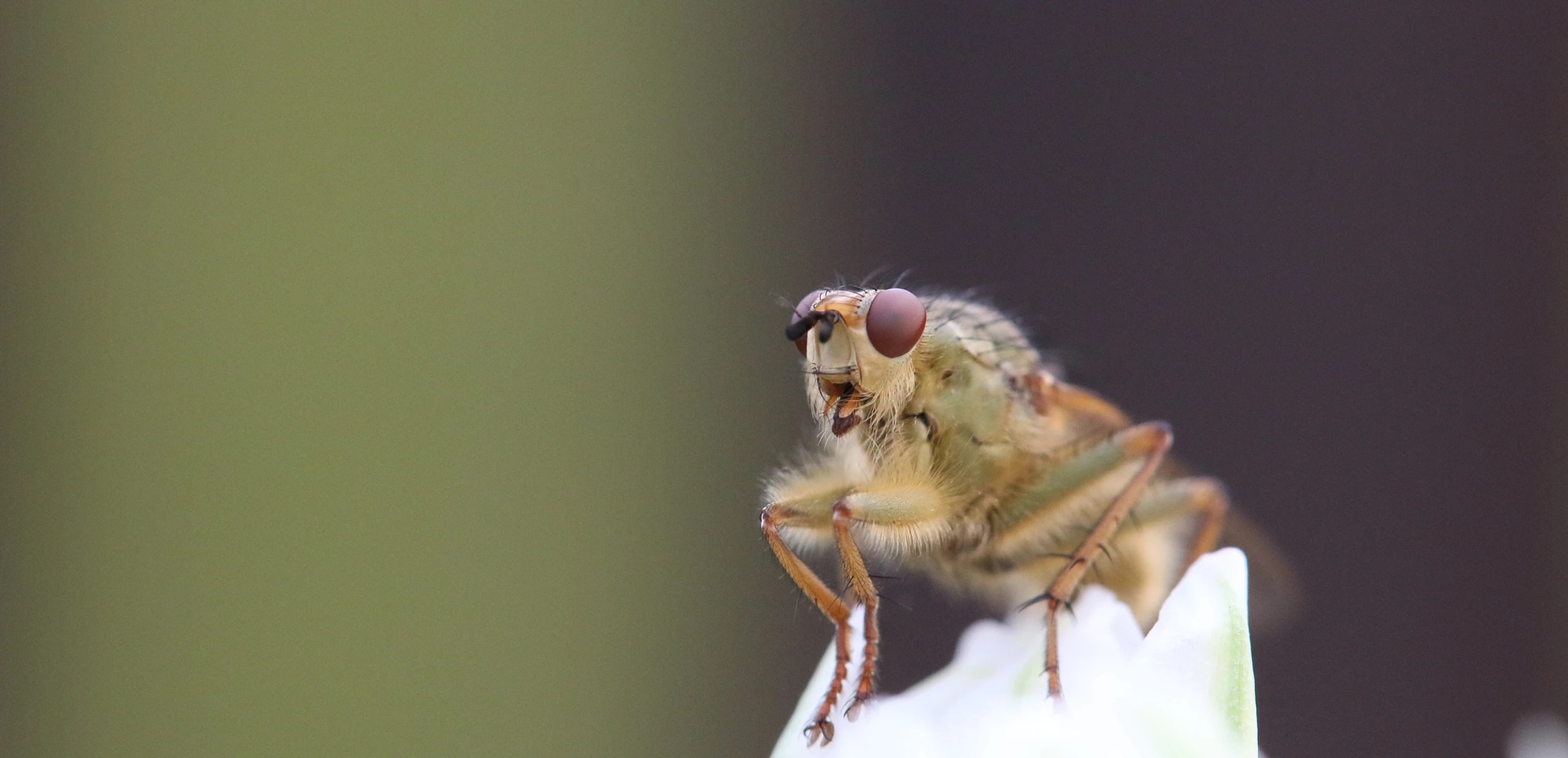 Dr George McGavin - private collection, insects