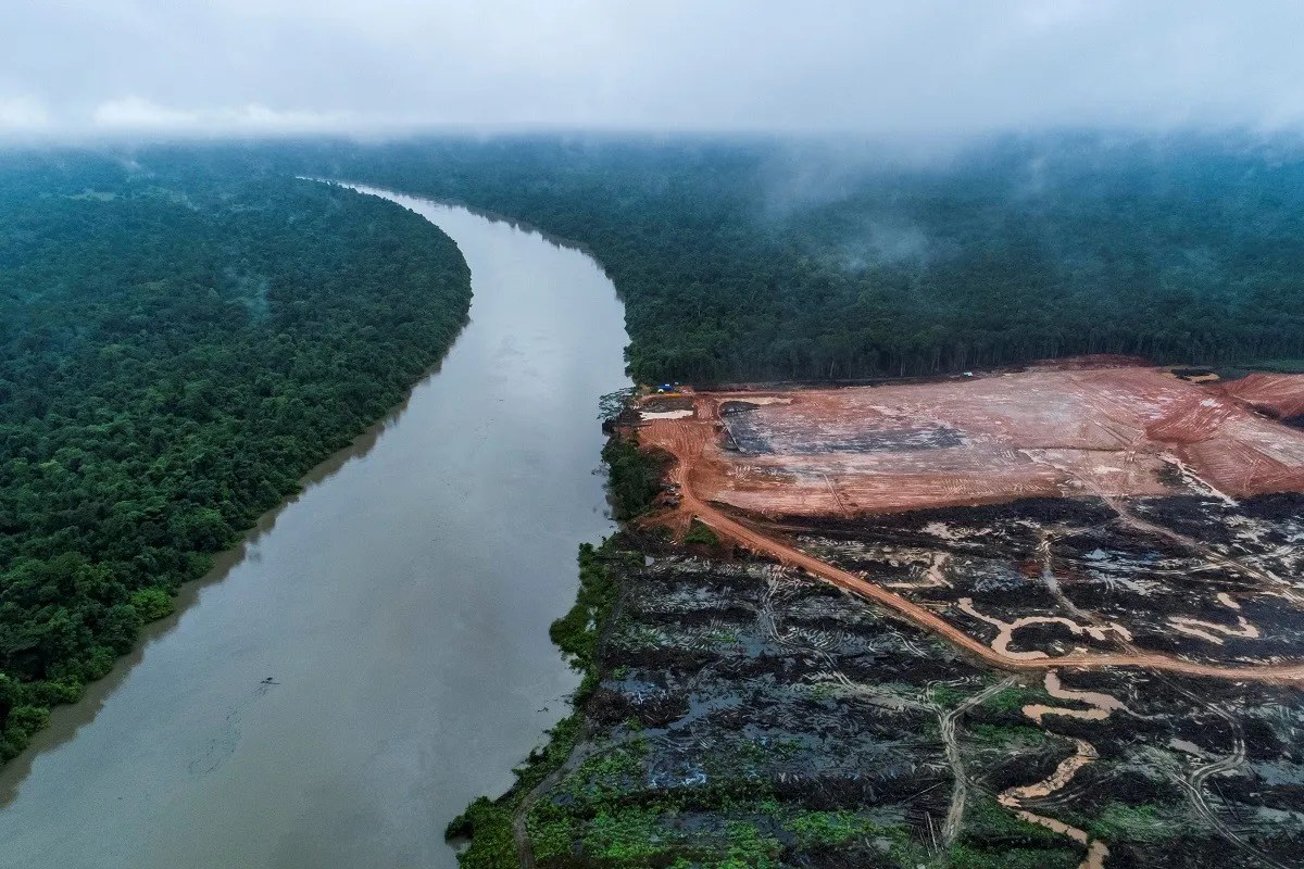 Ten Tactics of Sustainable Palm Oil Greenwashing - Palm Oil Detectives background image deforestation