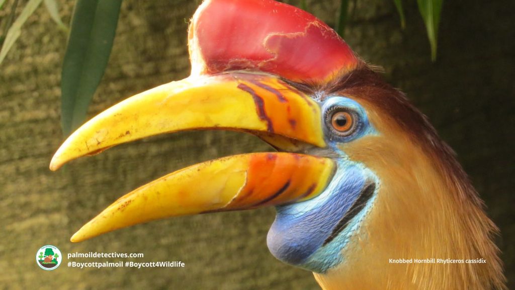 Knobbed Hornbill Rhyticeros cassidix