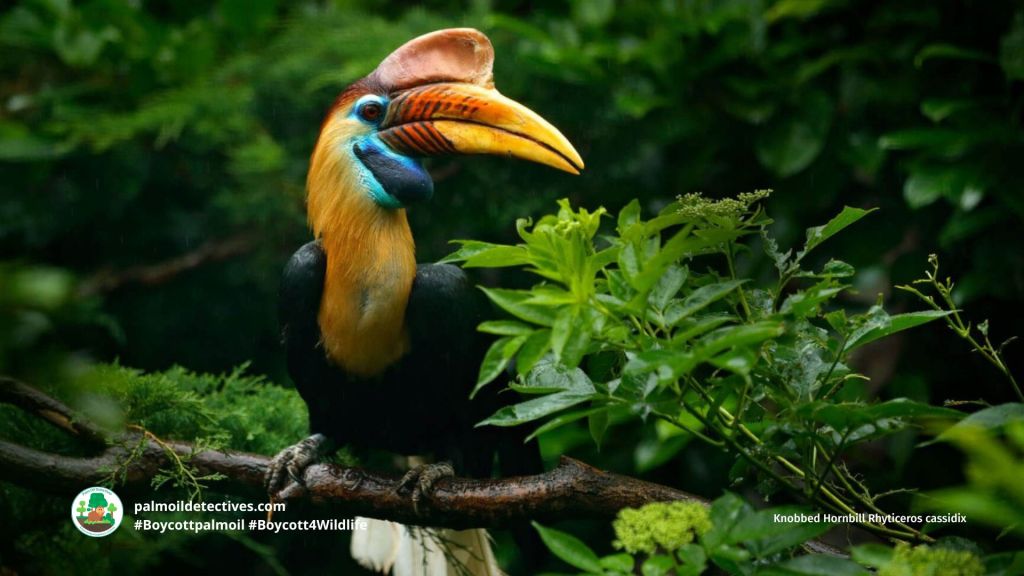 Knobbed Hornbill Rhyticeros cassidix