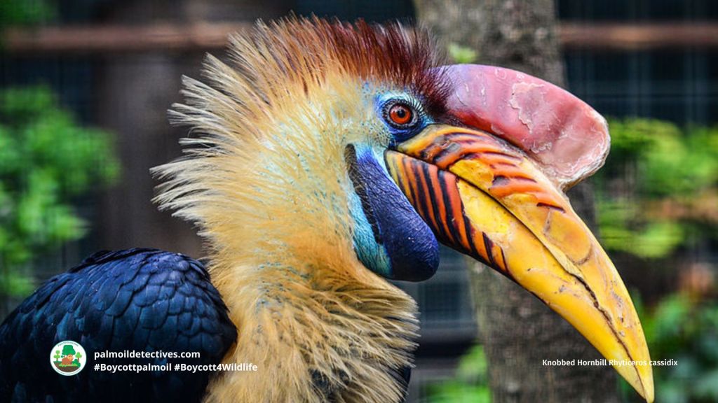 Knobbed Hornbill Rhyticeros cassidix