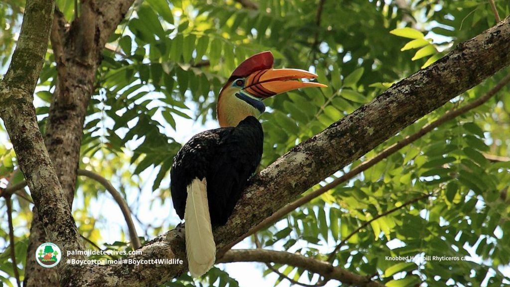 Knobbed Hornbill Rhyticeros cassidix