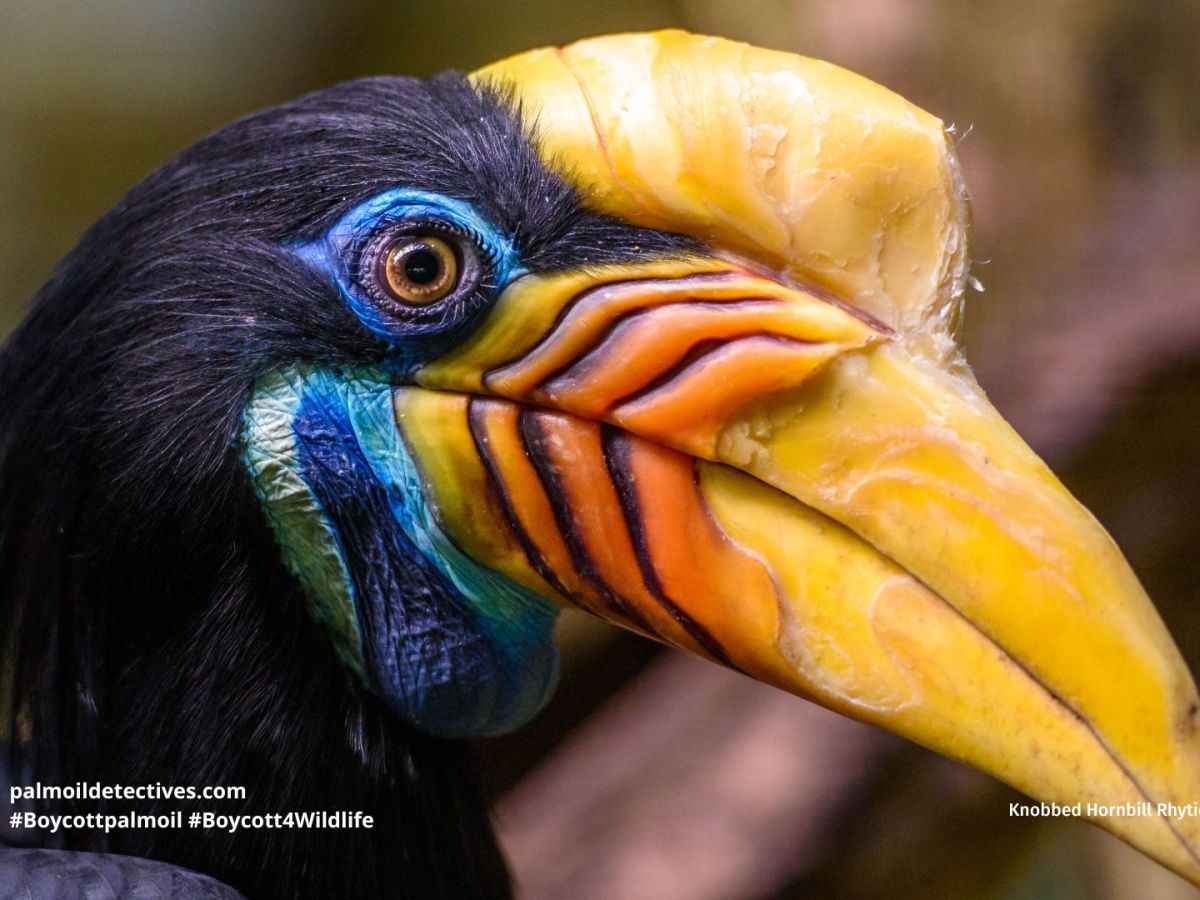 Knobbed Hornbill Rhyticeros&nbsp;cassidix