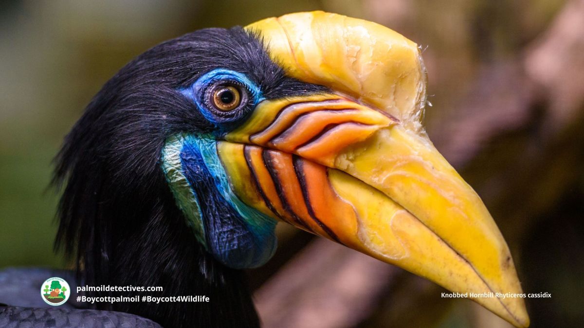 Knobbed Hornbill Rhyticeros&nbsp;cassidix