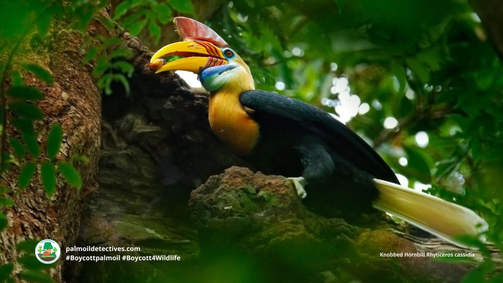 Knobbed Hornbill Rhyticeros cassidix