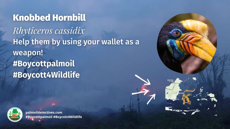 Knobbed Hornbill Rhyticeros cassidix boycott palm oil