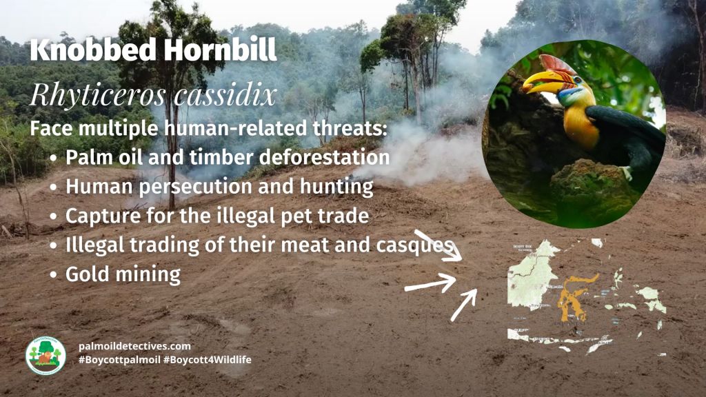 Knobbed Hornbill Rhyticeros cassidix threats