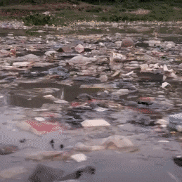 Pollution, deforestation, palm oil