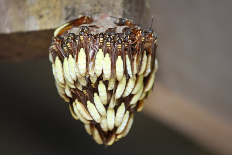 Dr George McGavin - private collection, insects.