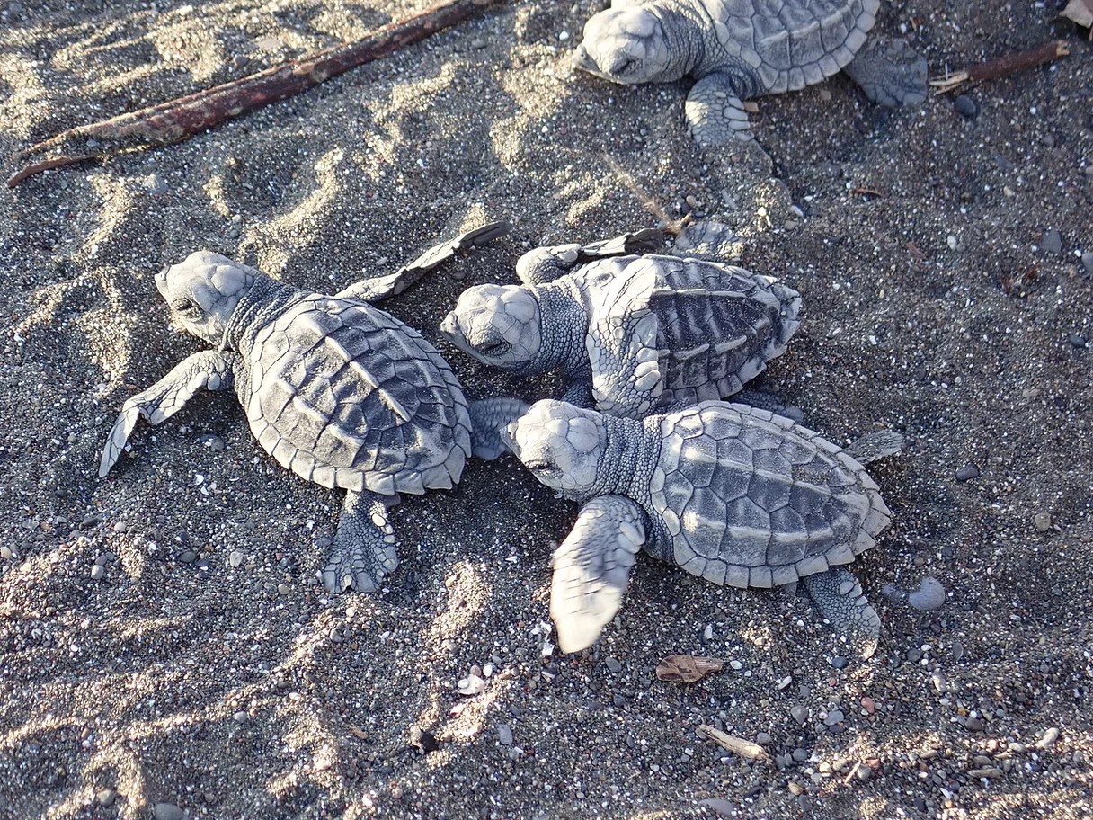Dr George McGavin - baby sea turtles, private collection