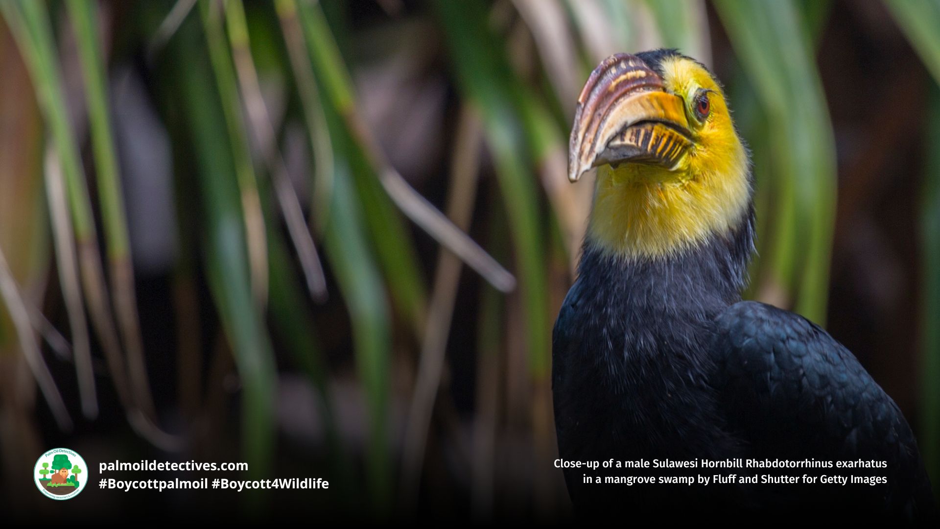 Sulawesi Hornbill Rhabdotorrhinus exarhatus in the forest