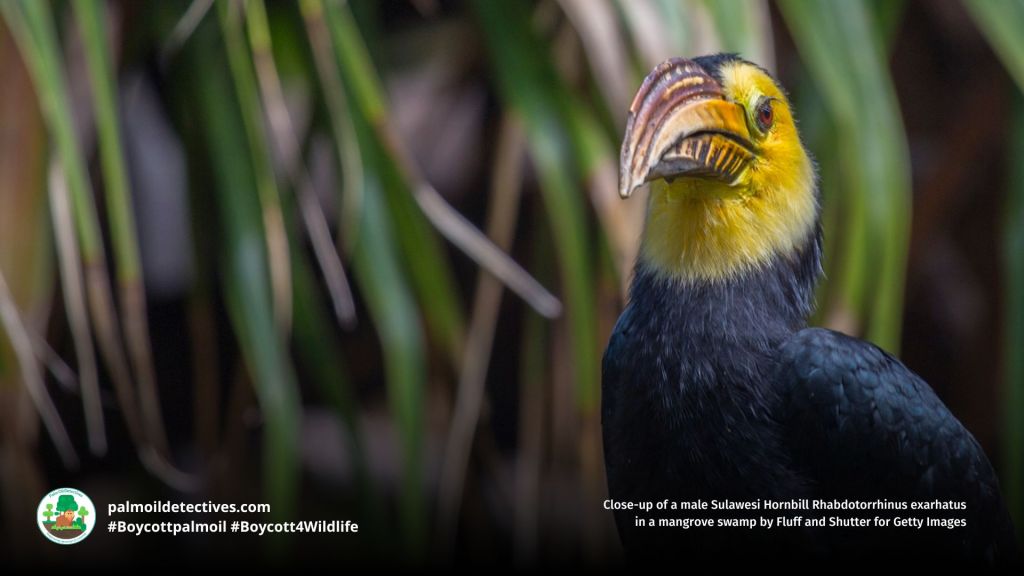 Sulawesi Hornbill Rhabdotorrhinus exarhatus in the forest