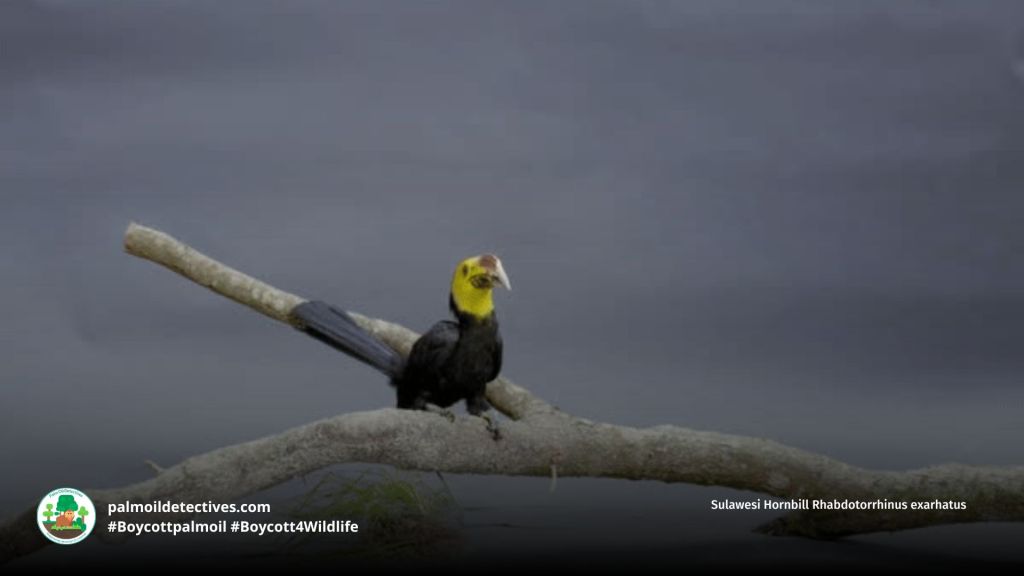 Sulawesi Hornbill Rhabdotorrhinus exarhatus eats food