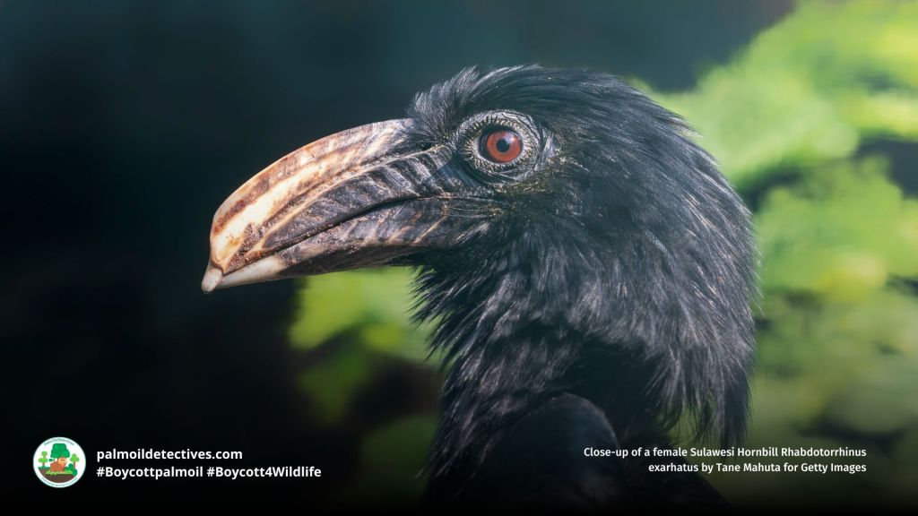 Sulawesi Hornbill Rhabdotorrhinus exarhatus female