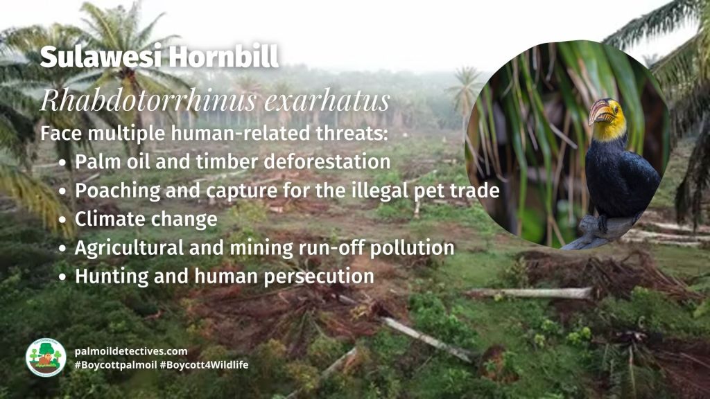 Sulawesi Hornbill Rhabdotorrhinus exarhatus threats