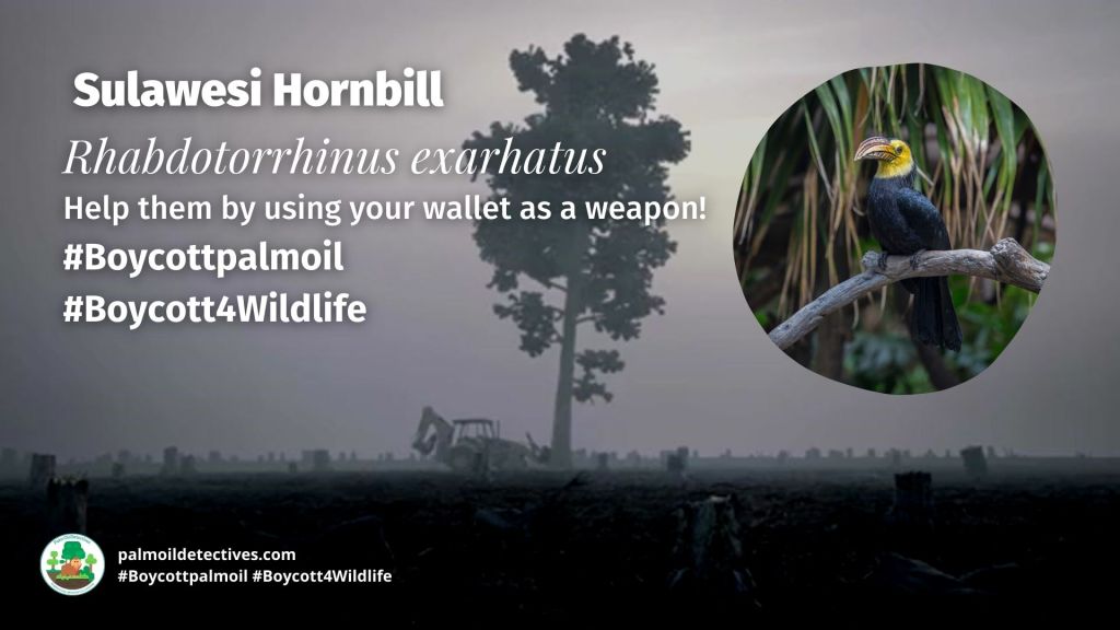 Sulawesi Hornbill Rhabdotorrhinus exarhatus boycott