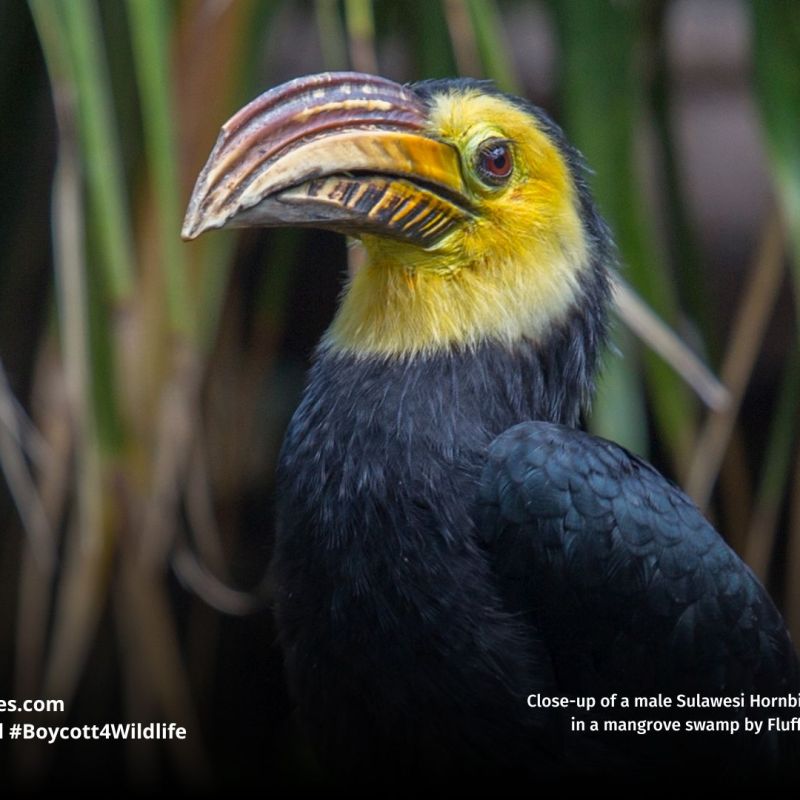 Sulawesi Hornbill Rhabdotorrhinus&nbsp;exarhatus