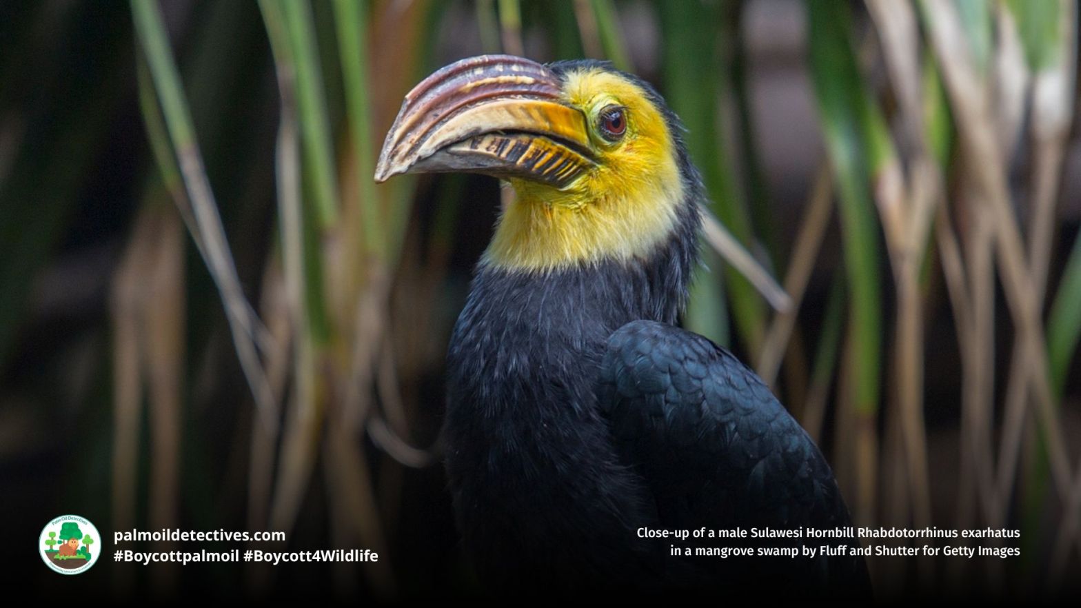 Sulawesi Hornbill Rhabdotorrhinus exarhatus close up of face