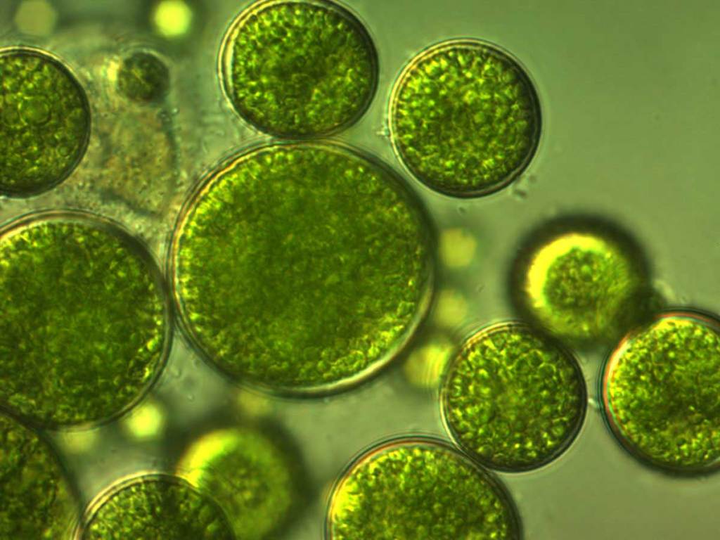 More protein and good for the planet: 9 reasons we should be eating microalgae