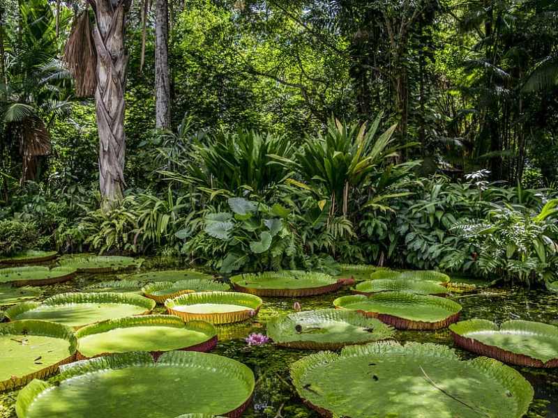 Forest Protection Equals Climate&nbsp;Protection