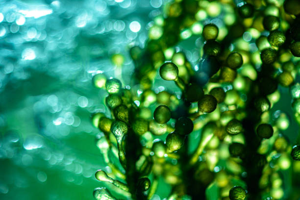 More protein and good for the planet: 9 reasons we should be eating microalgae