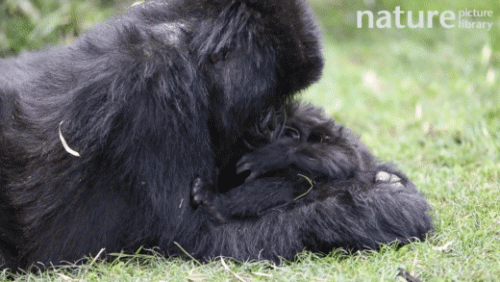 Mountain Gorilla mum and baby