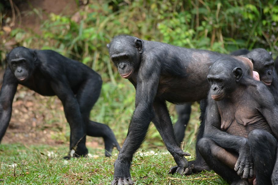Bonobos, PxFuel https://www.pxfuel.com/en/free-photo-eoufu