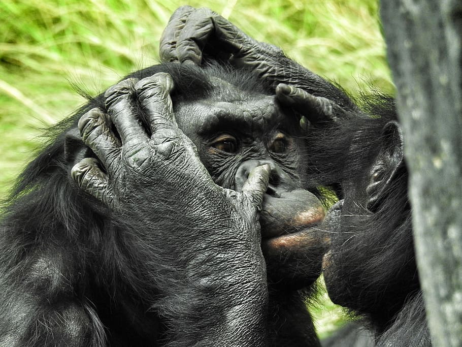 Contagious yawns show social ties in humans and bonobos Image: PxFuel