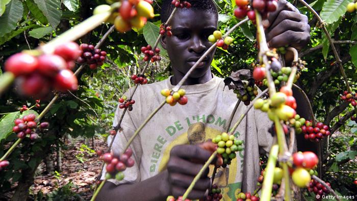 A man picks coffee in Africa