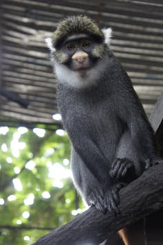 Sclater’s guenon: this monkey in Nigeria could lose up to 99% of its remaining habitat to agriculture. LaetitiaC, CC BY-SA