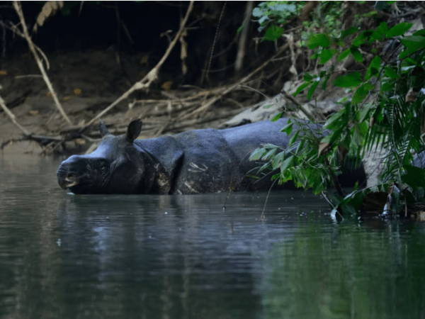 How do we protect the rapidly disappearing Javan&nbsp;Rhino?