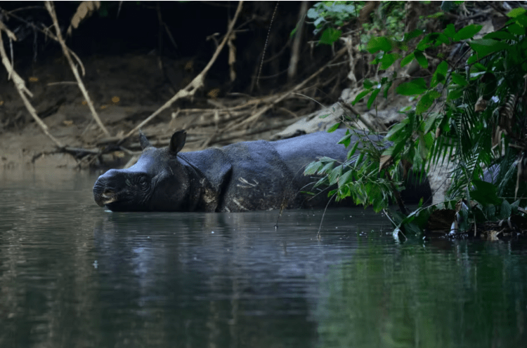 How do we protect the rapidly disappearing Javan Rhino?