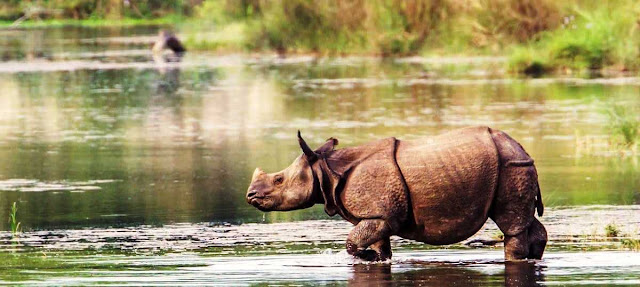 How do we protect the rapidly disappearing Javan Rhino?
