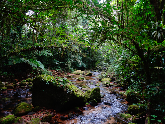 Primary forests, a habitat for the lowland tapir by Ken Flesher