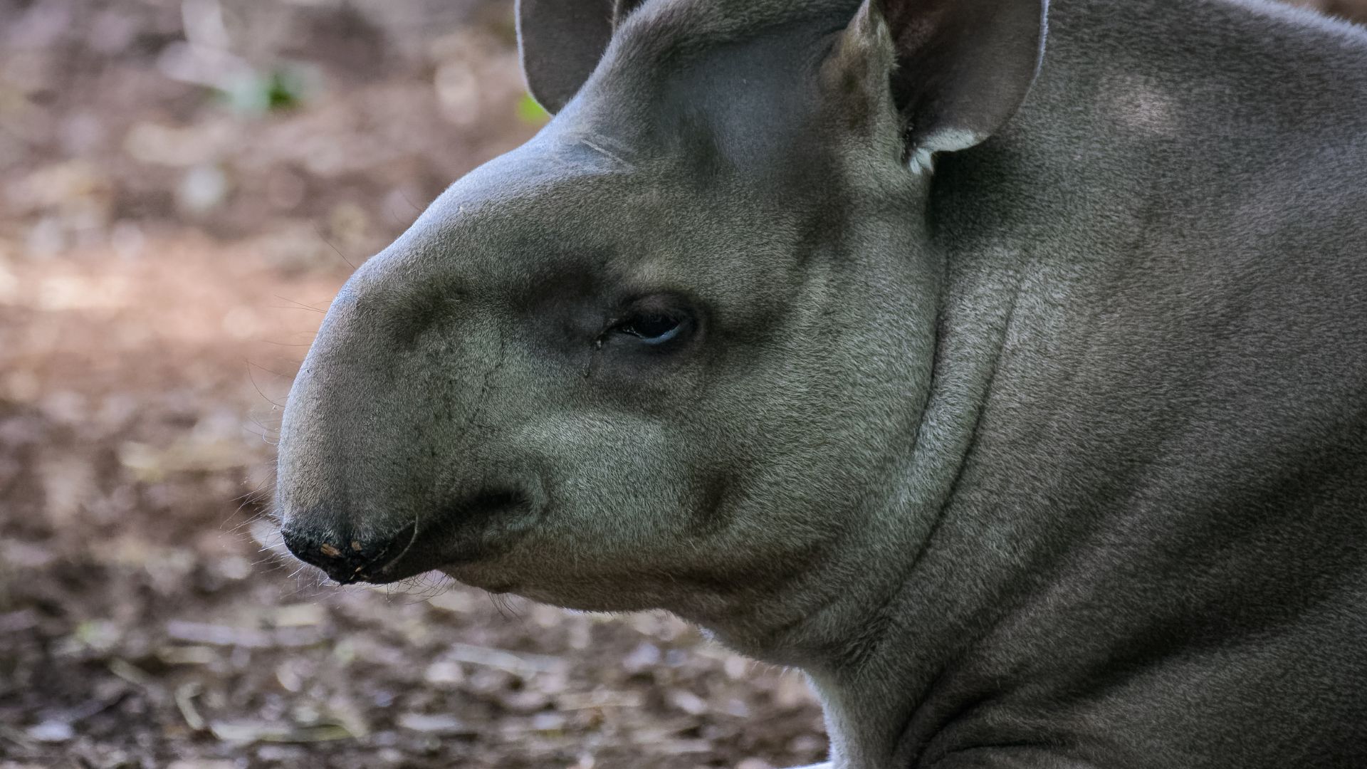 In the Atlantic Forest, the lowland tapir is at risk of extinction