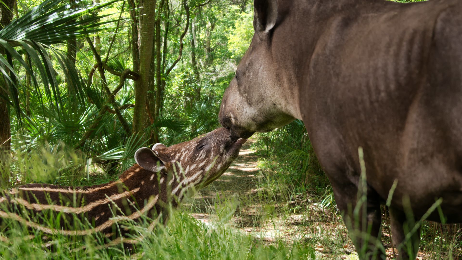 In the Atlantic Forest, the lowland tapir is at risk of extinction