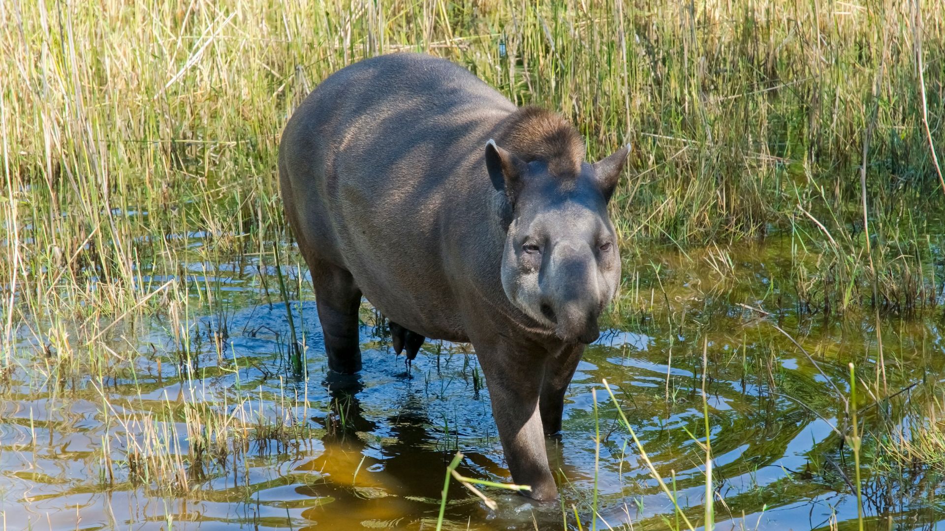 In the Atlantic Forest, the lowland tapir is at risk of extinction