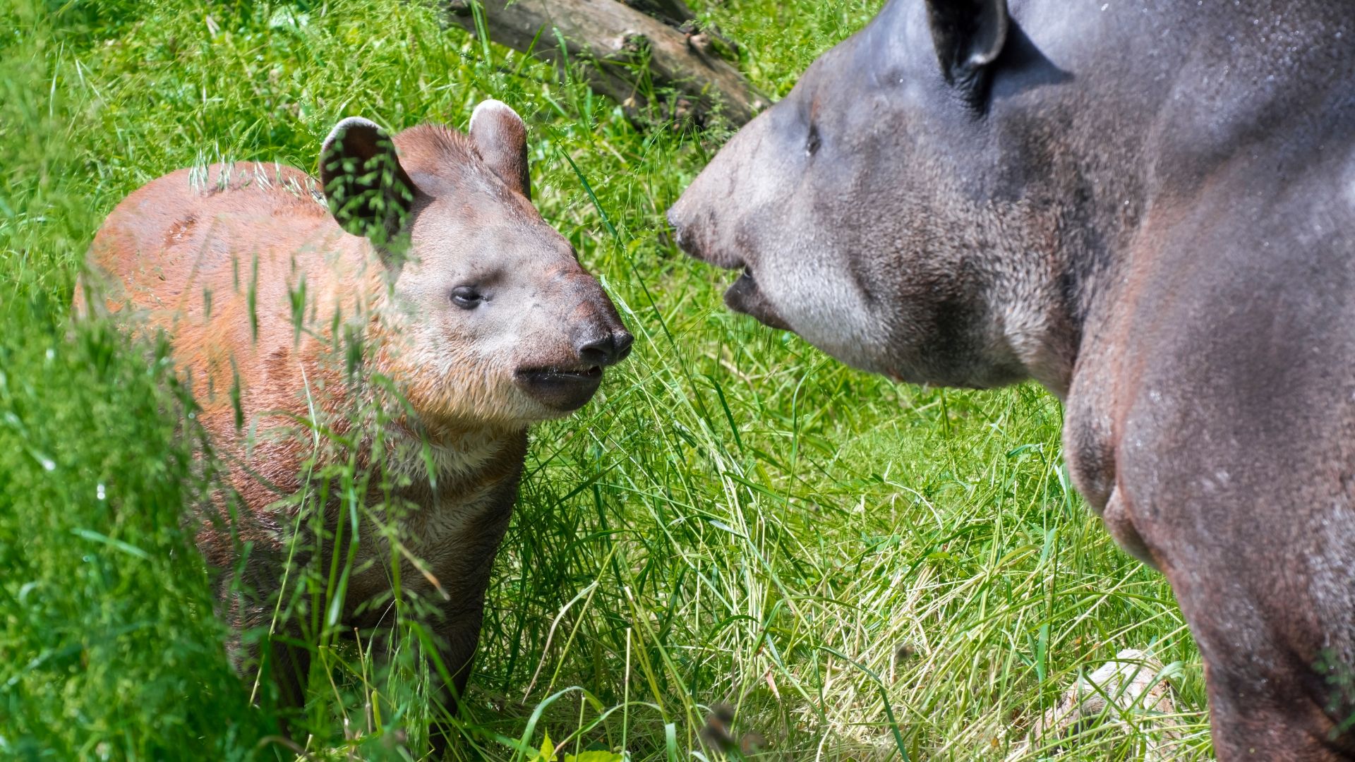 In the Atlantic Forest, the lowland tapir is at risk of extinction