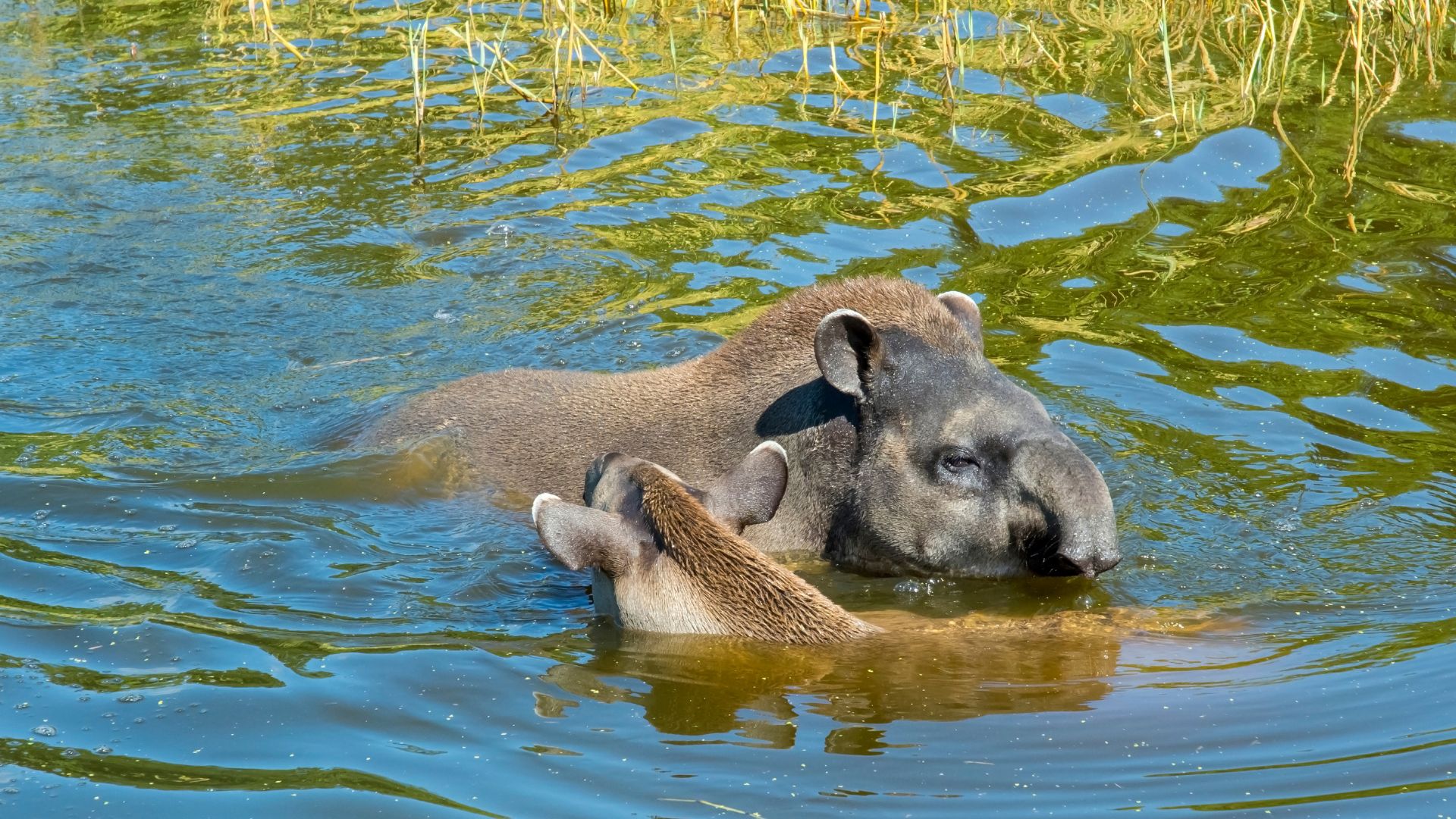 In the Atlantic Forest, the lowland tapir is at risk of extinction