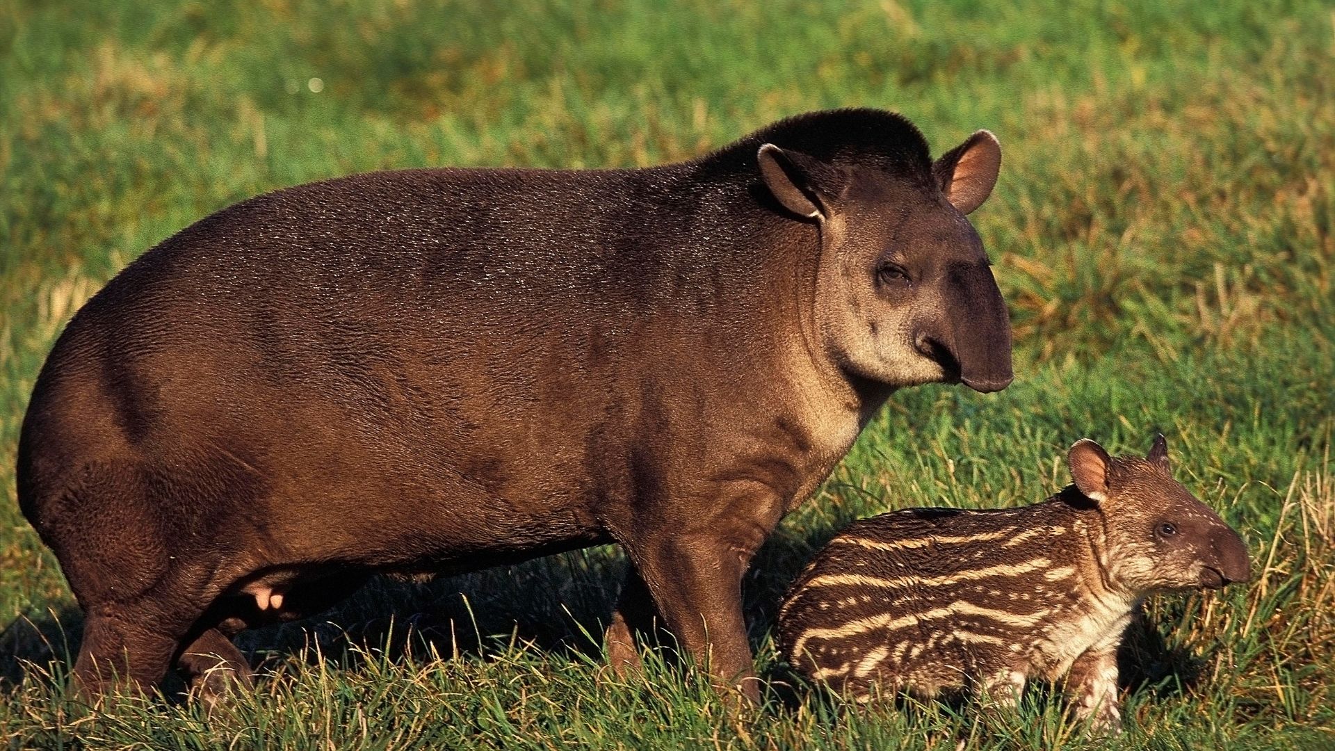 In the Atlantic Forest, the lowland tapir is at risk of extinction