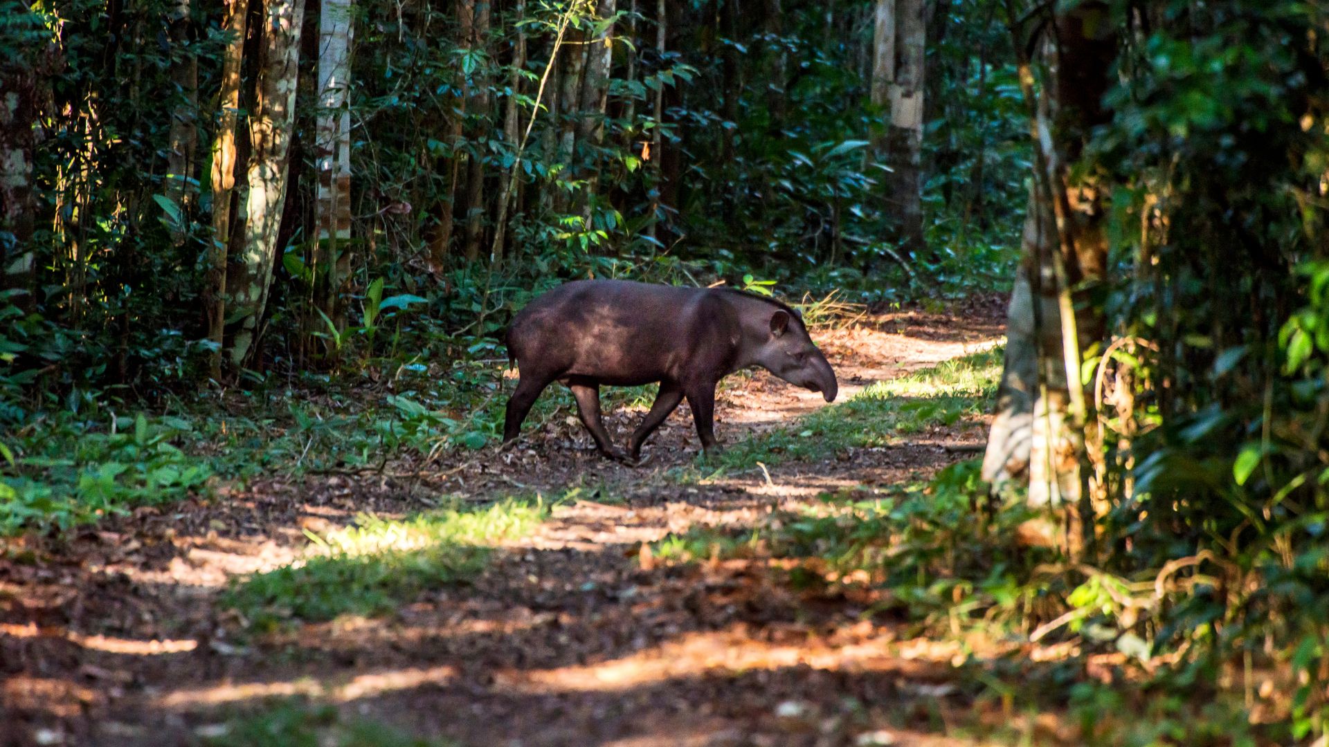 In the Atlantic Forest, the lowland tapir is at risk of extinction