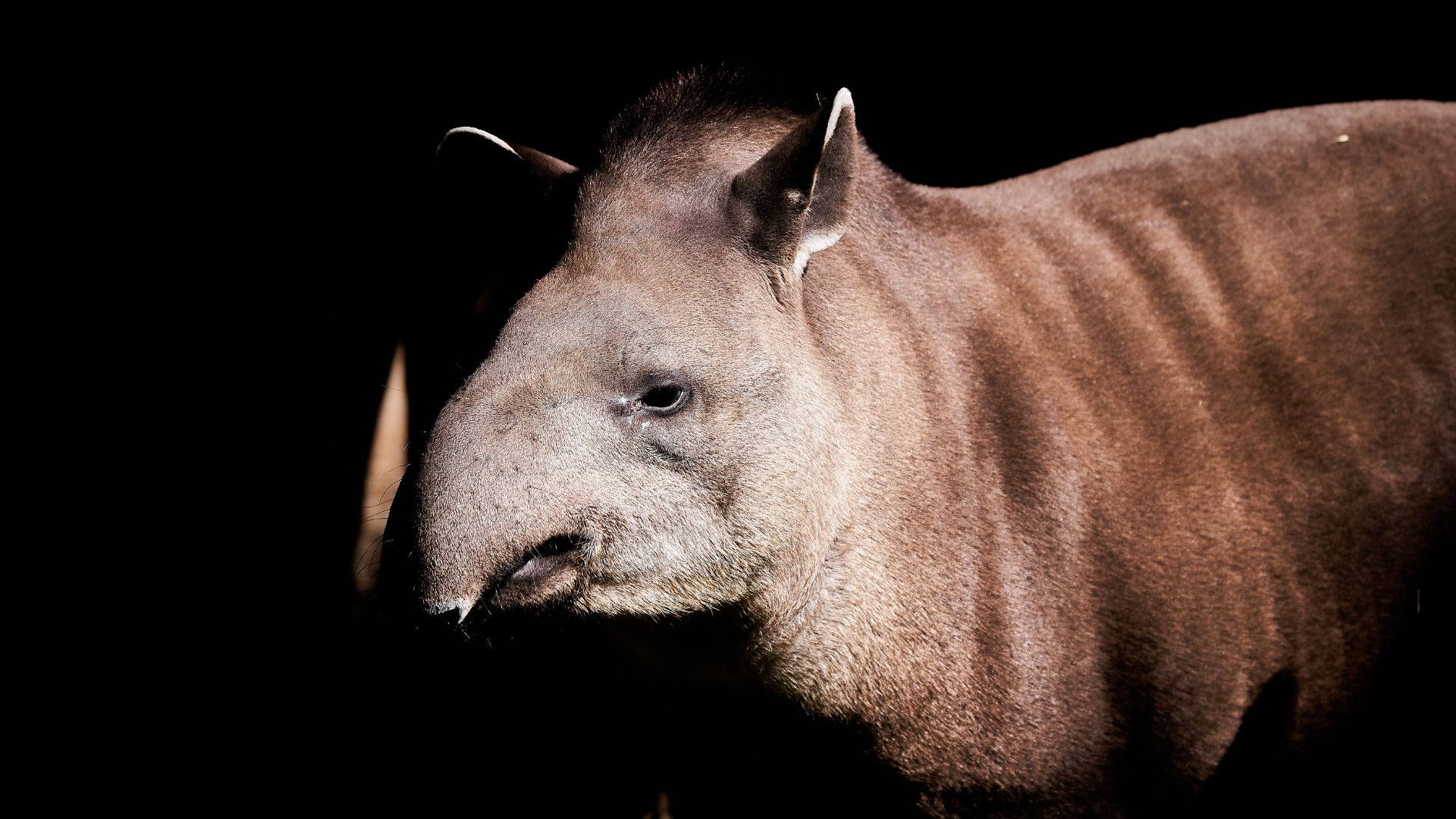 In the Atlantic Forest, the lowland tapir is at risk of extinction